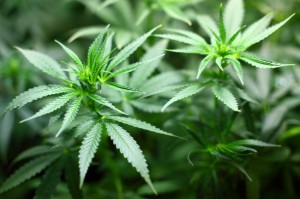 cannabis background