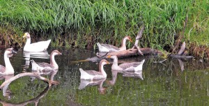 Canal, Nacional, Rescate