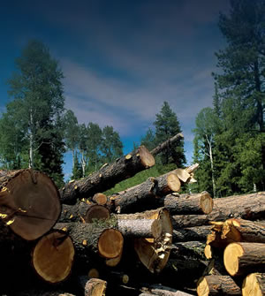 Bosques mexicanos: cómo aprovechar sin talar de más