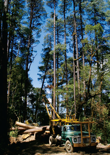 Avanza recuperación de bosques
