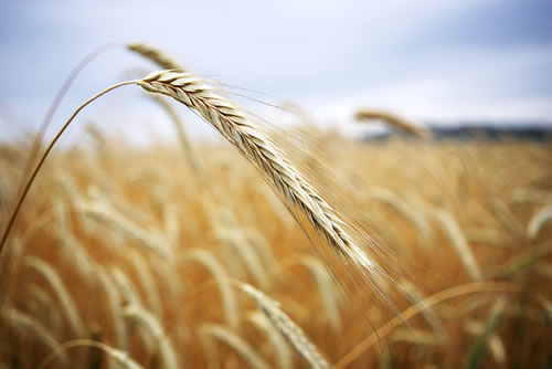 En la contingencia, el campo no descansa
