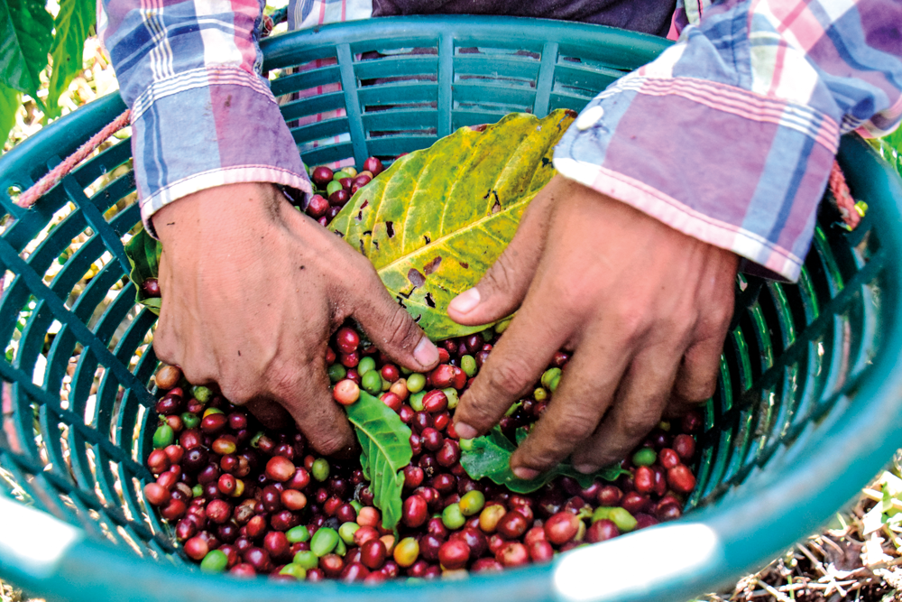 Los beneficios de la agricultura sustentable