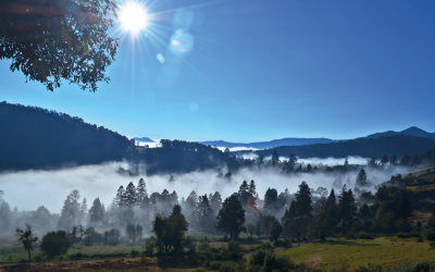 Protección de la biodiversidad para el futuro de las urbes