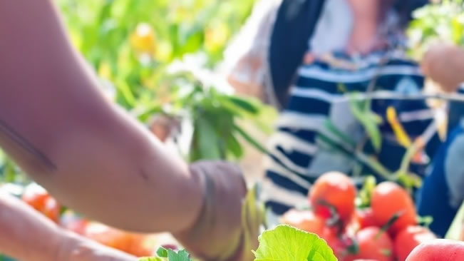 Cooperación comunitaria para elevar la nutrición