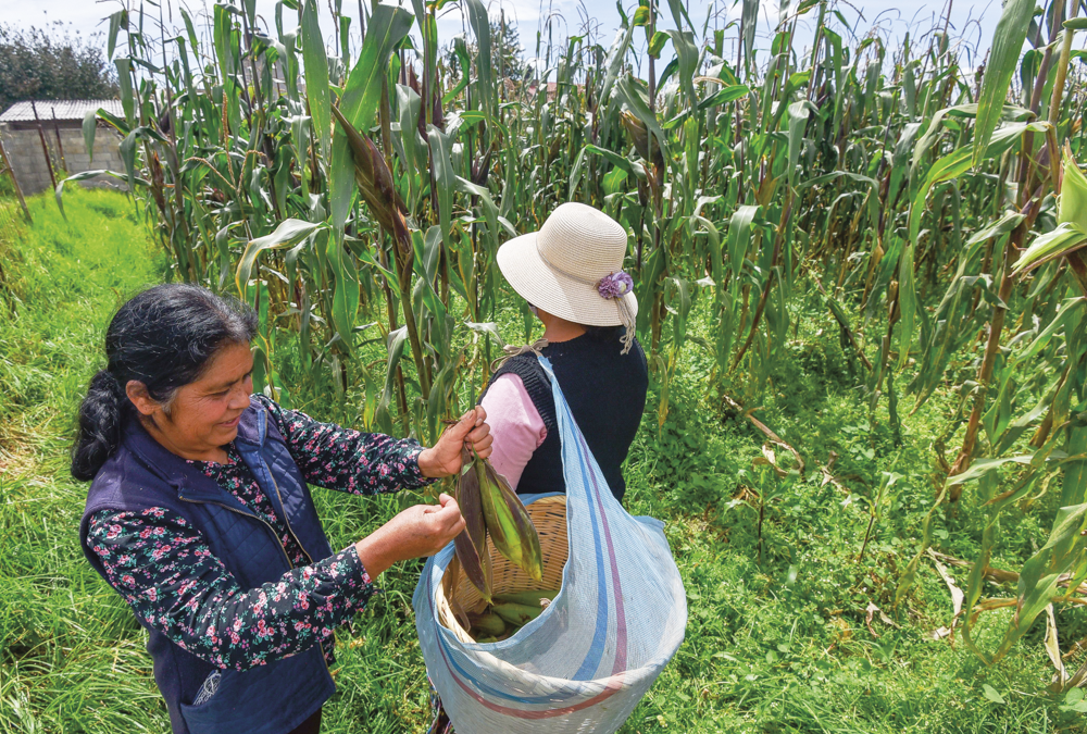 Revivir propiedad social, misión de la Procuraduría Agraria