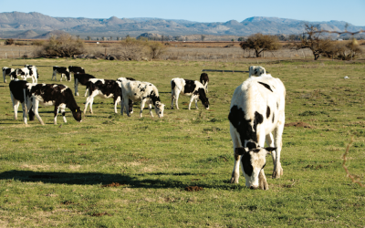 Hacia un sector agropecuario resiliente
