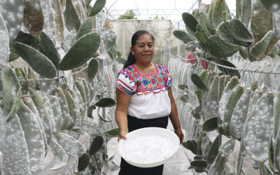 DESARROLLO TECNOLÓGICO PARA EL CAMPO