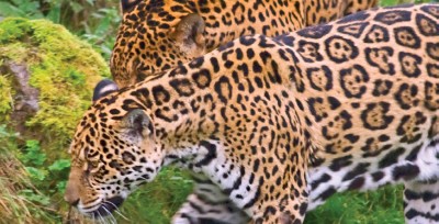 Protegen al Jaguar del Norte