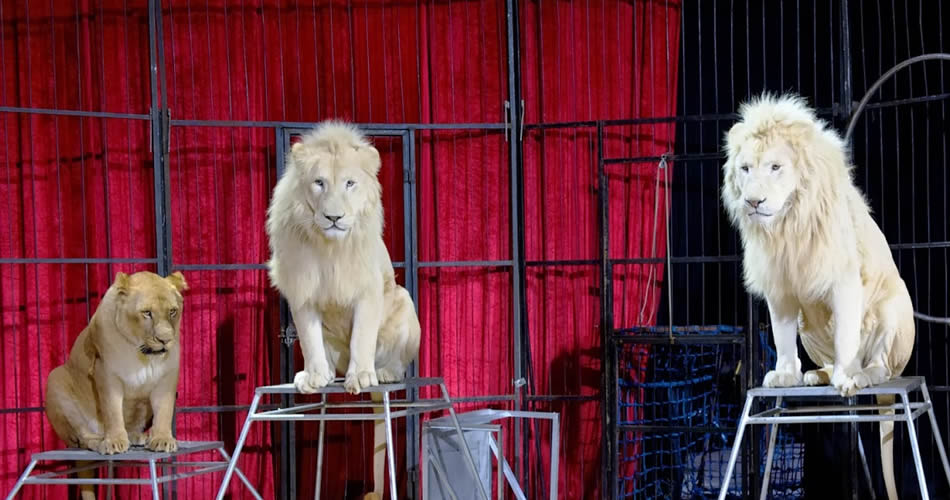 Coahuila,  décimo estado en prohibir circos con animales