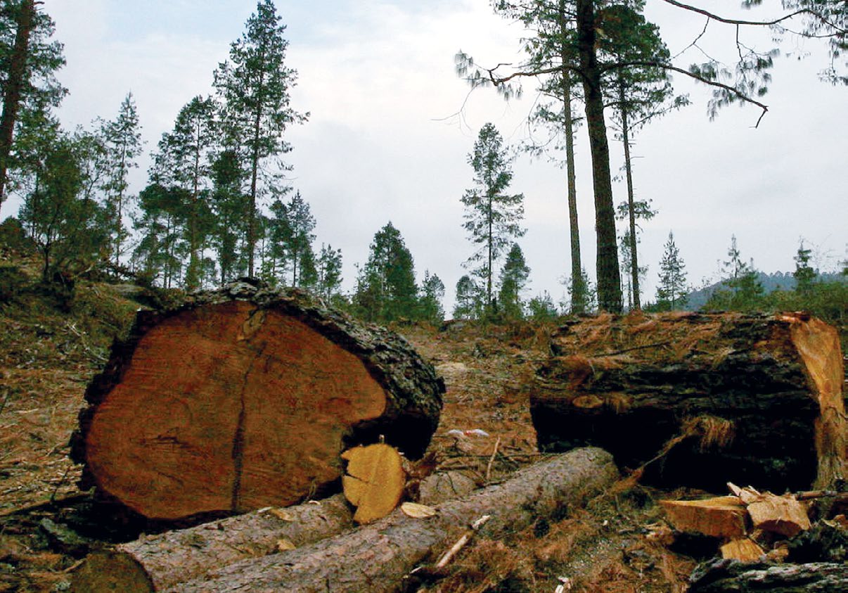 México reprueba en competitividad forestal