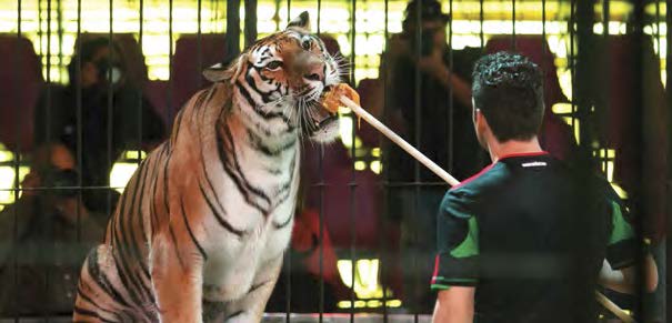 Profepa multa a circo por maltrato animal