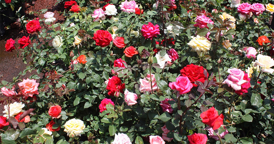 Municipios de Puebla exportarán rosas patentadas