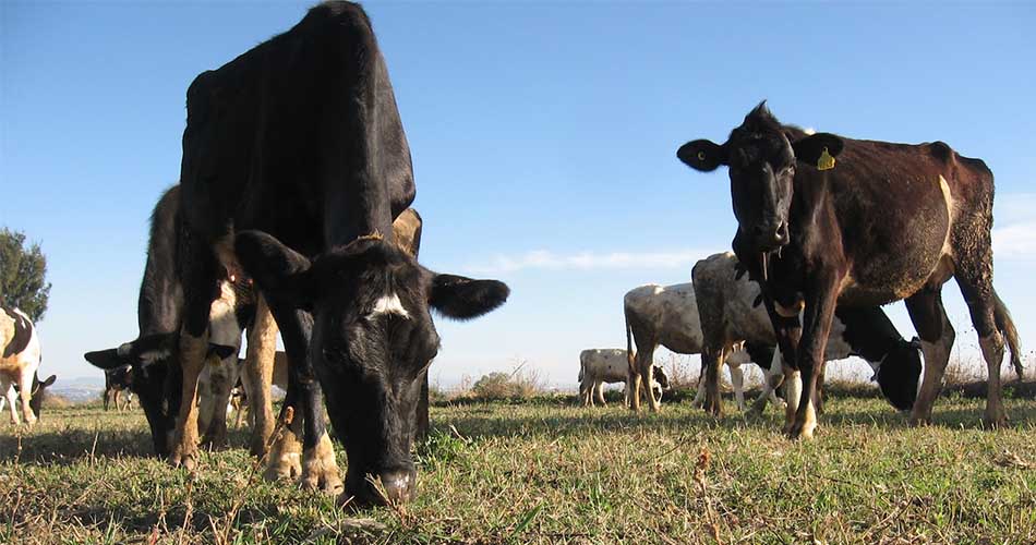 Aumenta el robo de ganado en Amealco y Tequisquiapan