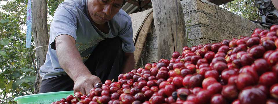 En riesgo 80% de producción cafetalera en Oaxaca por plaga