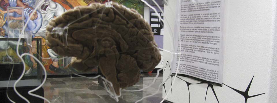 Presentan exposición Banco Nacional de Cerebros en el Metro