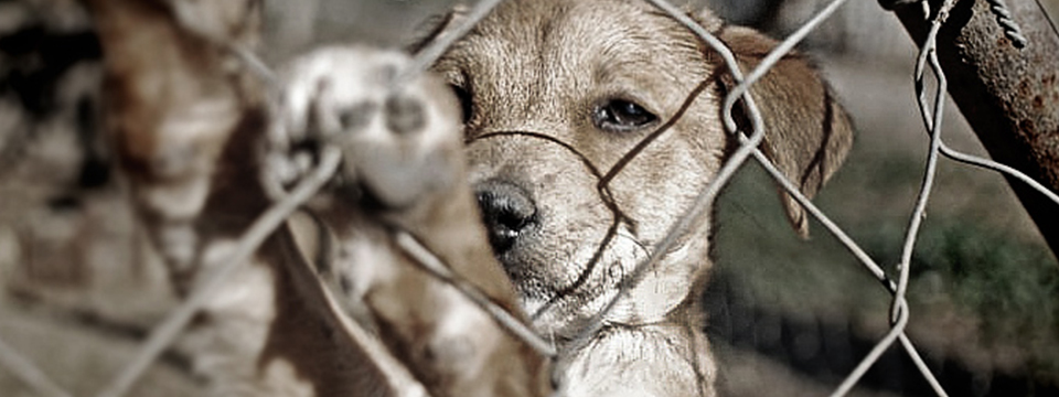 El maltrato animal en México y los estados que lo sancionan