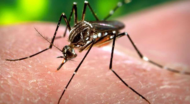 Todo lo que debes saber sobre el virus Zika