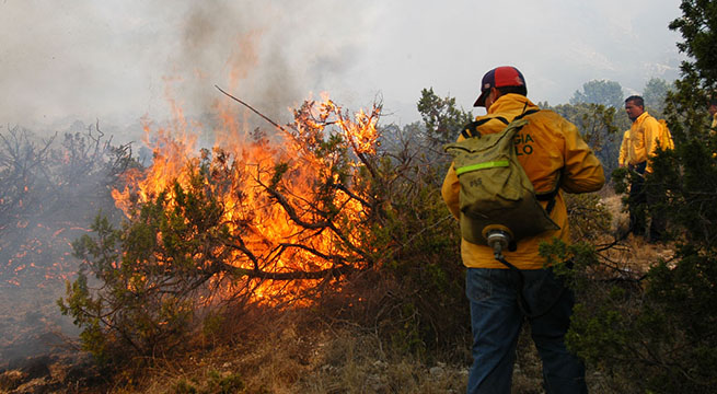 México ha perdido más de 3 millones de hectáreas de bosque por incendios