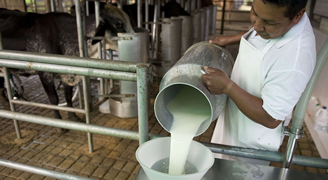 Productores de leche ven “amenaza importante” en el TPP