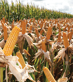 El maíz y el negocio de la especulación