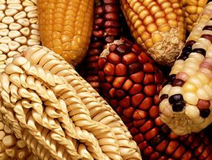 Prohibir uso de maíz transgénico en México, propone Diputado