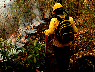El mayor número de incendios forestales se concentran en 5 entidades