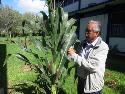 Generan maíz tolerante a sequías en Zacatecas