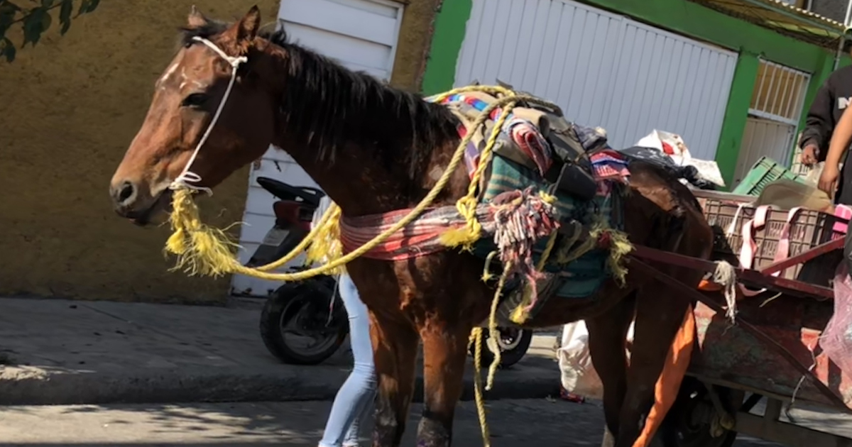 Coacalco prohíbe el uso de caballos y asnos para recolección de basura