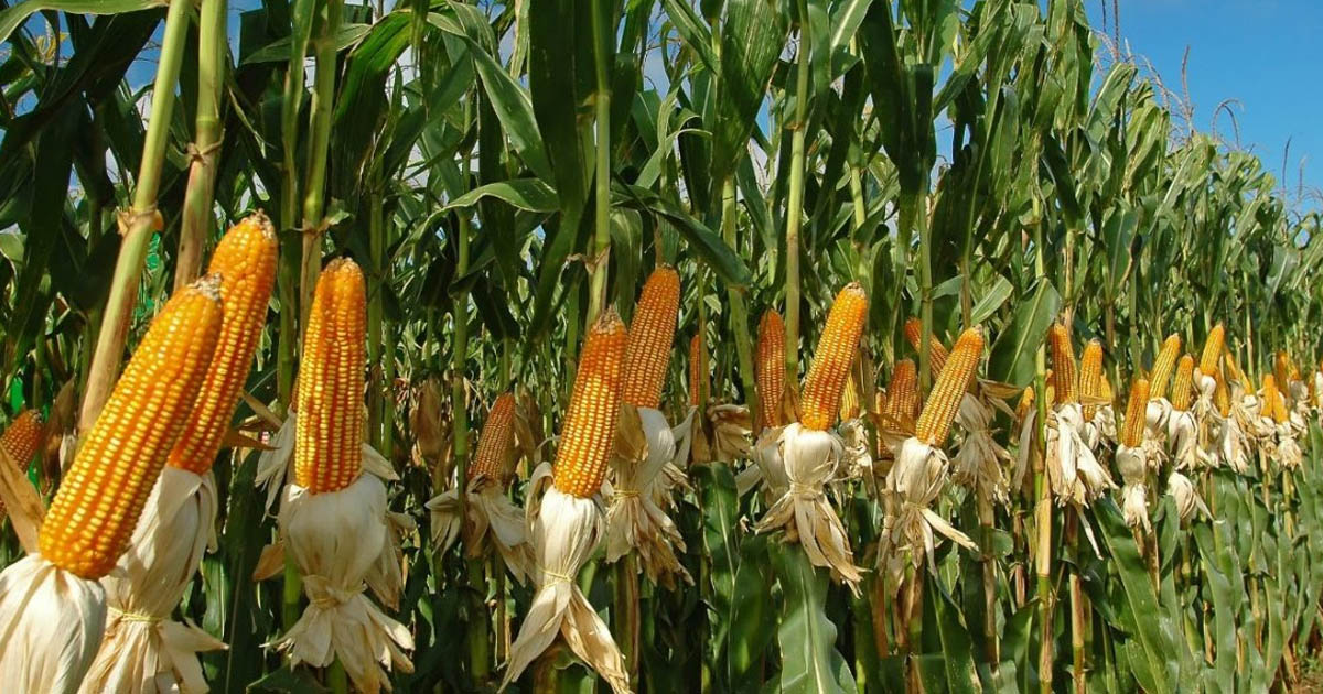 Incrementa la producción de maíz con agricultura sustentable en Michoacán