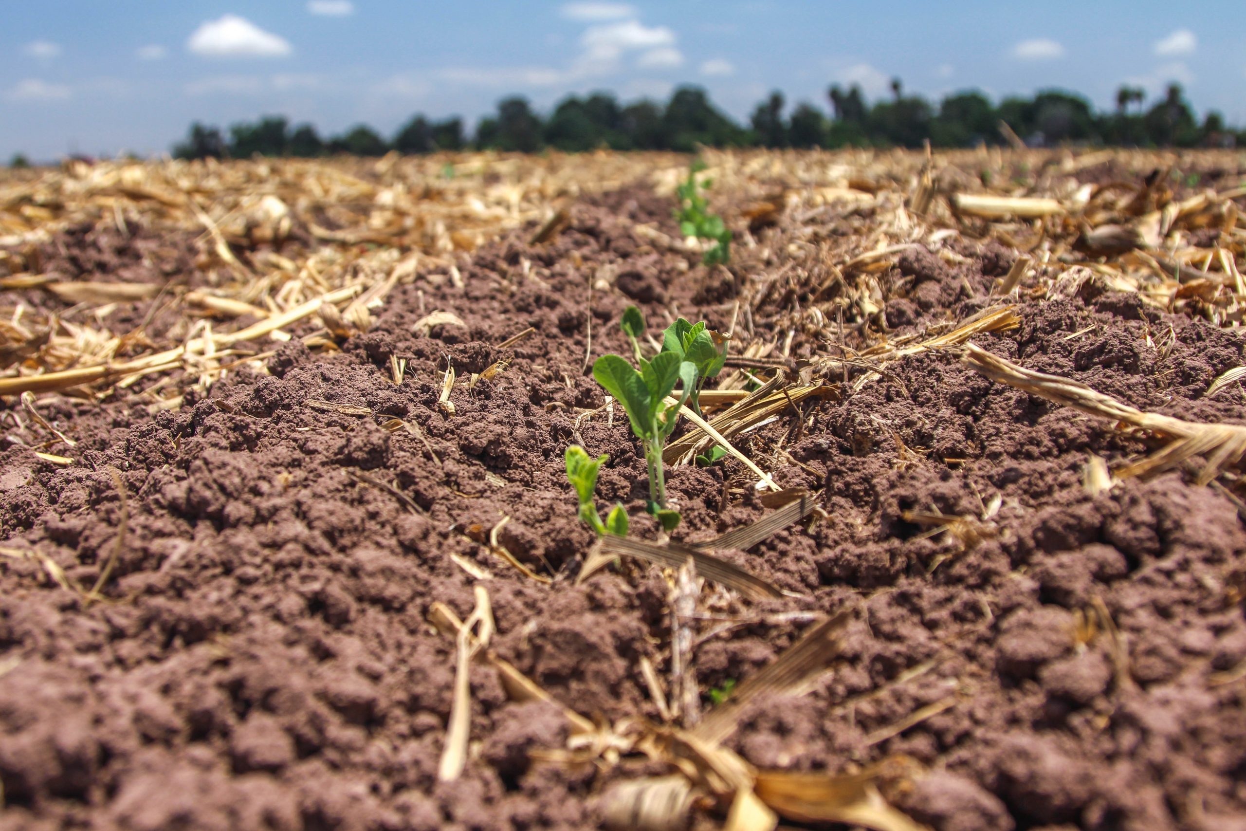 SADER impulsa iniciativa Chiapas No Quema a favor de la agricultura sustentable