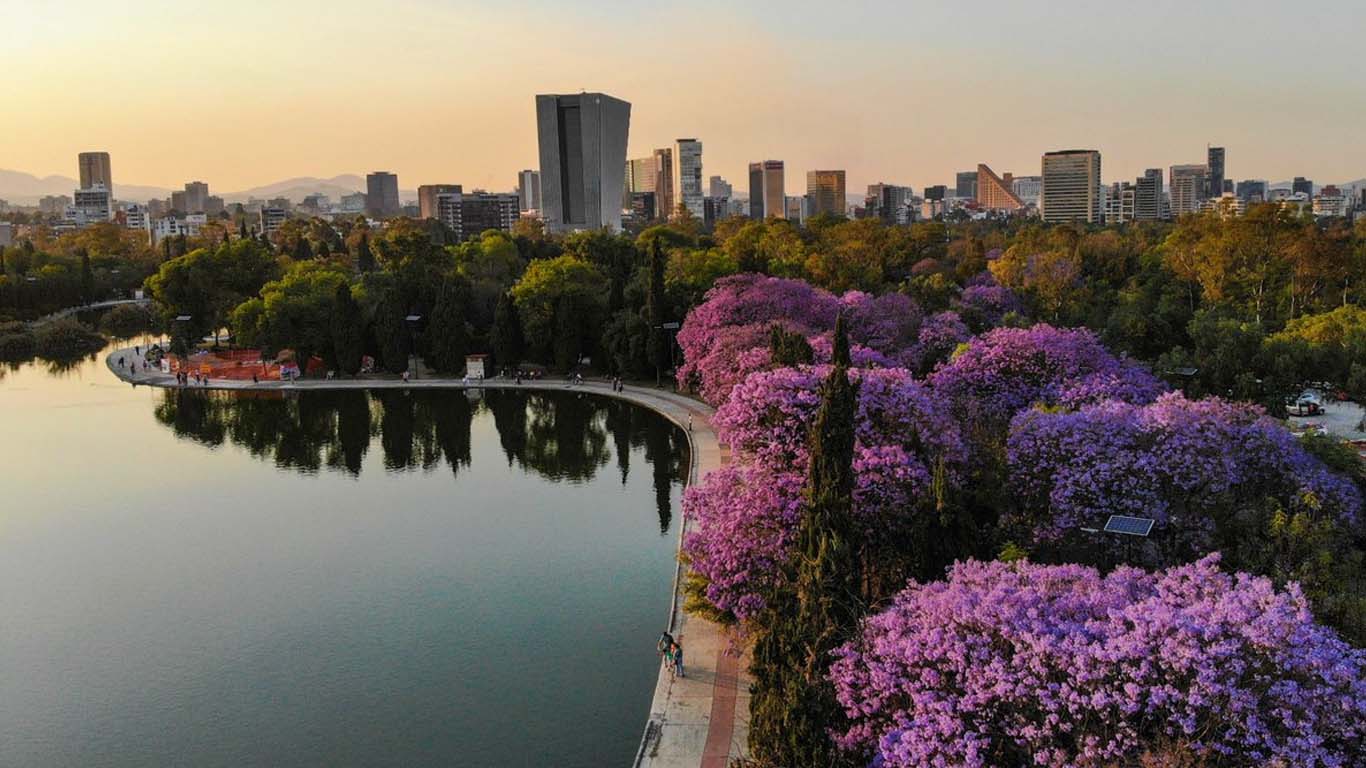 Árboles urbanos, clave para el desarrollo urbano sostenible