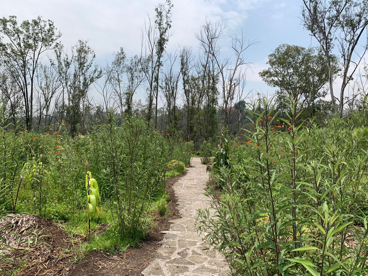 Obras de restauración ambiental garantizará más de 50 años de Bosque de Chapultepec