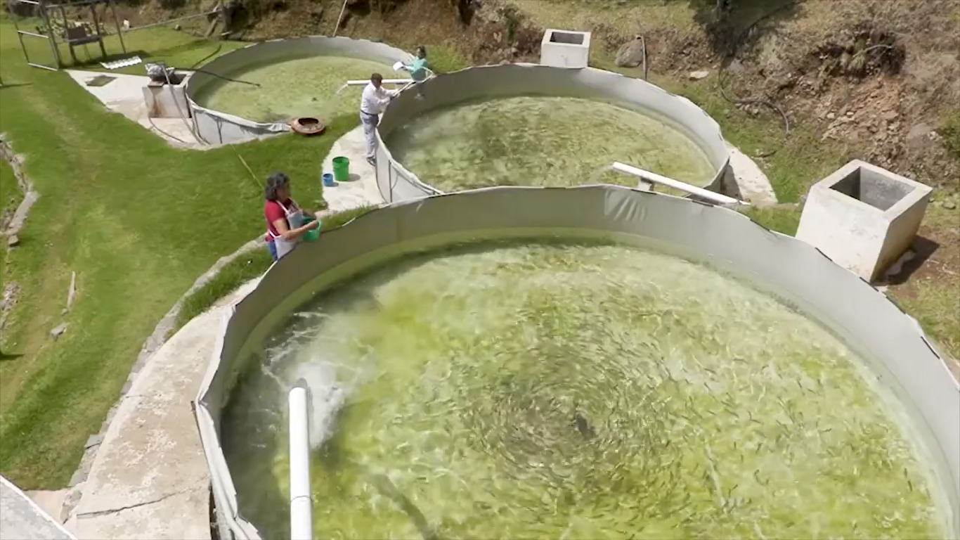 Promueven crianza de peces en zonas áridas del país