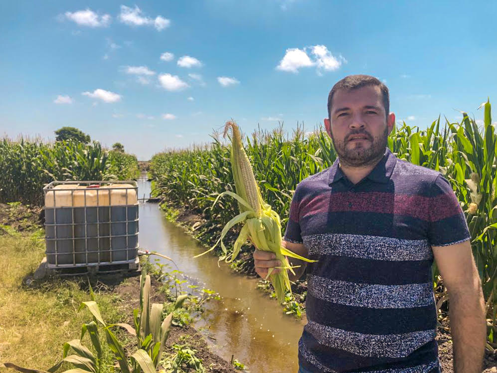 En Culiacán se produce maíz libre de agroquímicos y glifosato