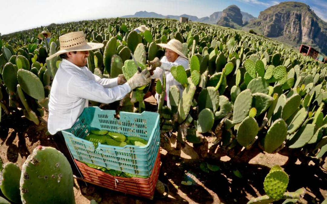 Estos son los proyectos de recuperación social y económica para localidades rurales de Morelos