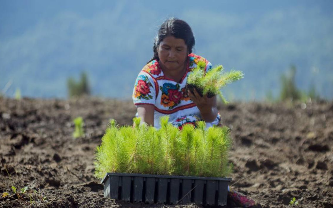 Plan estratégico de cambio climático para el sector agroalimentario