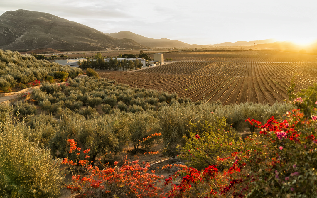 Acuerdan proteger y conservar el Valle de Guadalupe