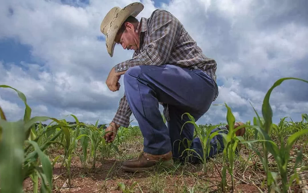 12 entidades del país tendrán esquemas de captura de carbono