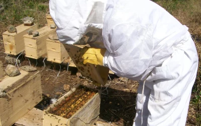 Abejas apoyan producción agrícola, destacan apicultores queretanos