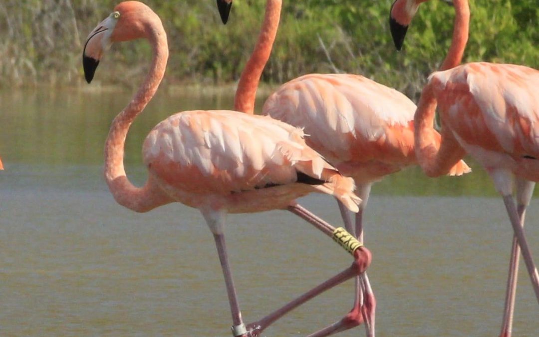 En Yucatán registran un flamenco anillado de 22 años de edad