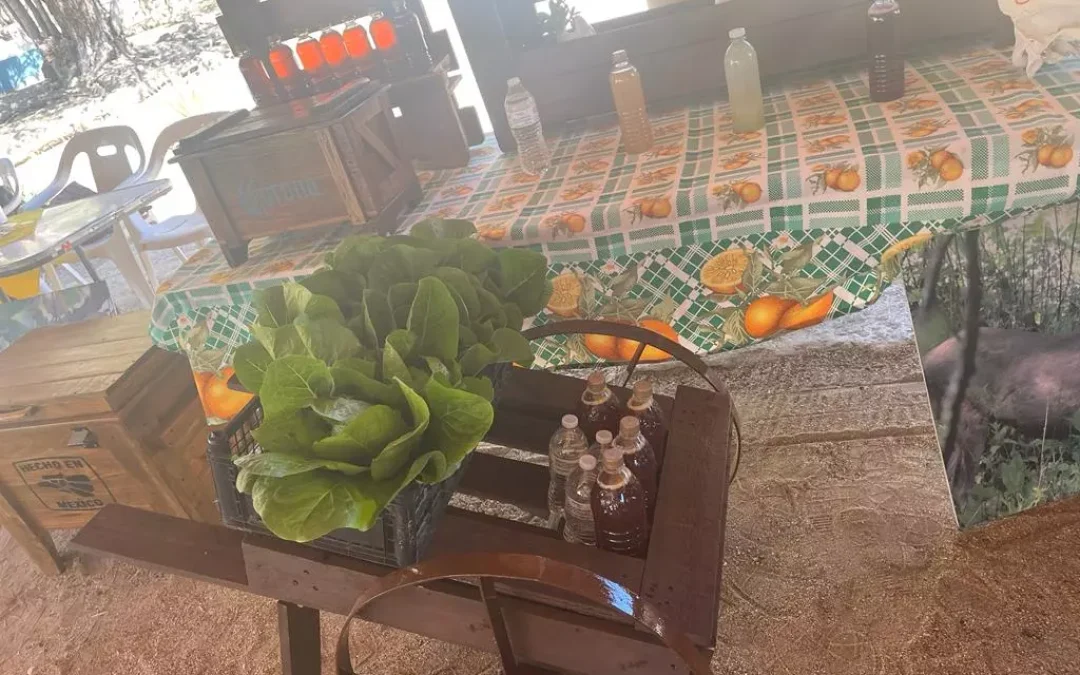 El ayuntamiento de Los Cabos reapertura el “Mercado Regional”