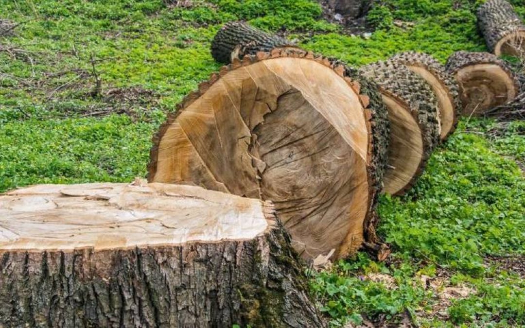 Deforestación y degradación ambiental afectan 84% del país: CCM