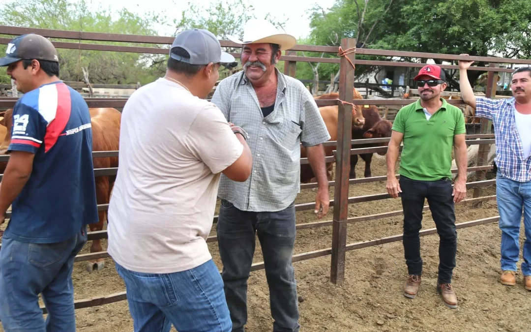 Gobierno Municipal de Los Cabos entrega ganado bovino en las comunidades rurales de CSL