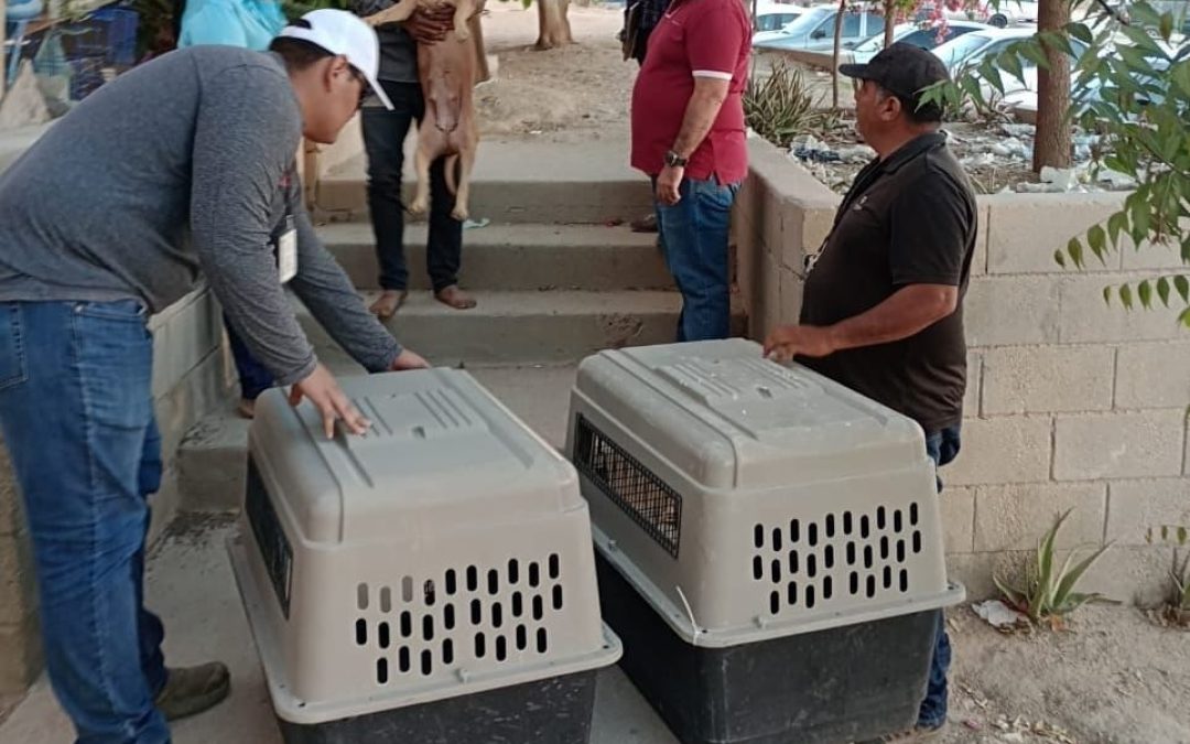 Para el Gobierno de Los Cabos es prioridad hacer cumplir la ley de protección de animales domésticos en el municipio
