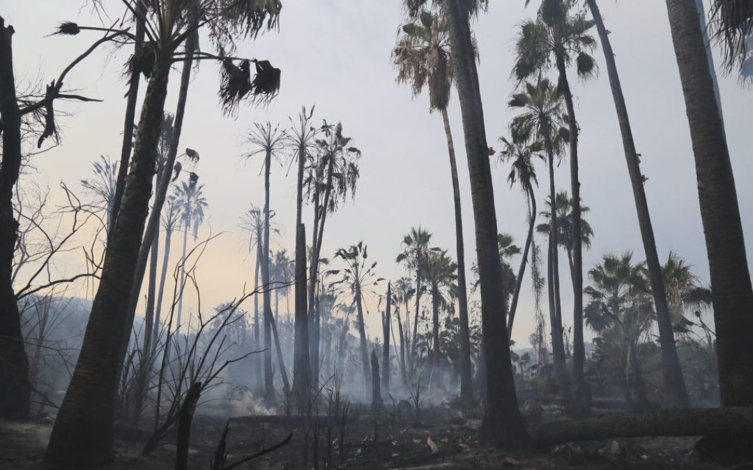 Fortalecen medidas preventivas contra incendios forestales en comunidad de Santiago