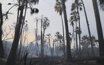 Fortalecen medidas preventivas contra incendios forestales en comunidad de Santiago