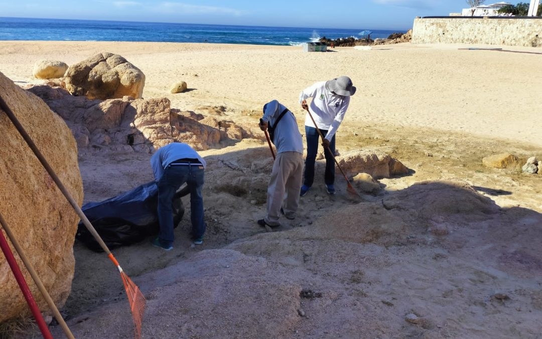 De cara a la temporada ciclónica, refuerza Zofemat Los Cabos los trabajos de limpieza en zonas adyacentes a las playas
