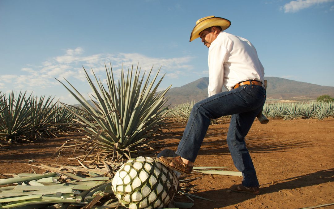 Impulsa Agricultura producción de mezcal en 13 entidades del país