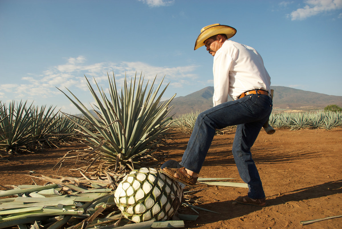 Impulsa Agricultura producción de mezcal en el país