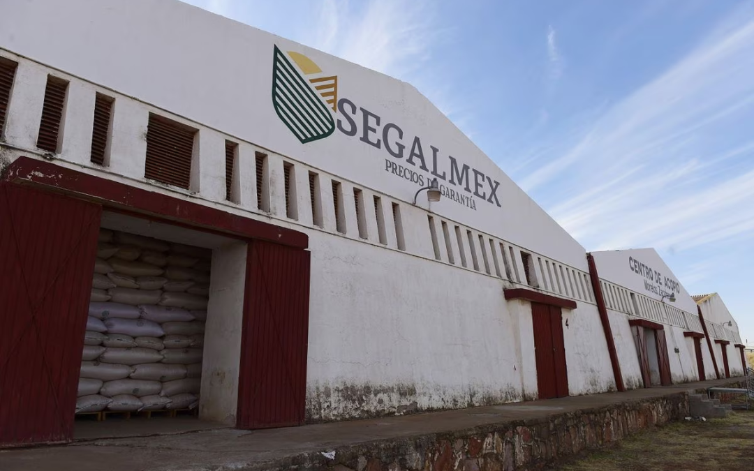 AMLO busca esclarecer el fraude en Segalmex; asegura que no habrá impunidad